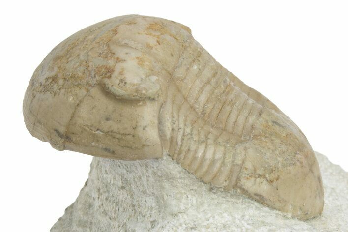 Illaenid Trilobite (Wossekia brevispina) Fossil - Rare Species #237027